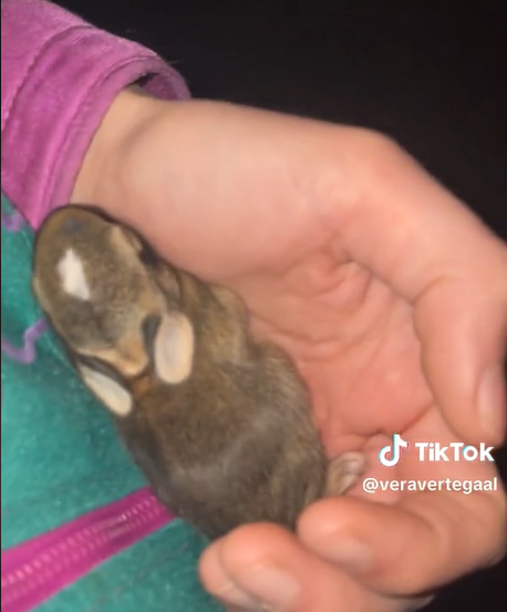 Cat brings baby rabbit home and identifies mother's nest so it could be returned to its siblings