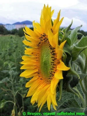 floarea-soarelui naturala, pe un camp din apropierea municipiului Brasov