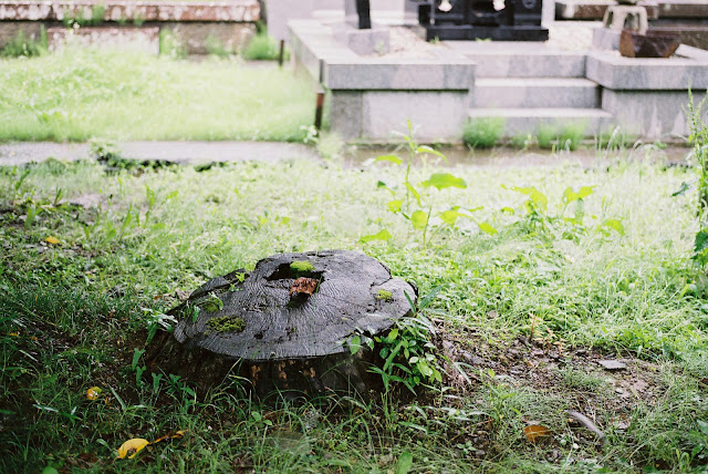 trunk in grass