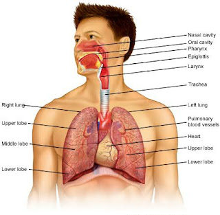 Lung diagram | Lungs image | Simple lungs diagram