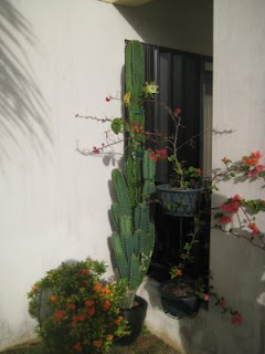 cactus flower