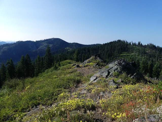 ridge line trail surrounded in flowers