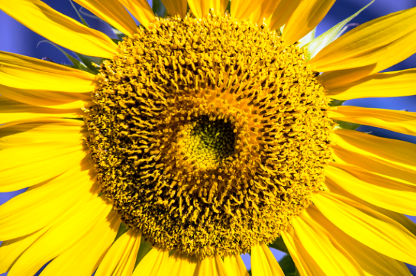 25 Gambar Bunga Matahari Asli - Kumpulanaplikasi