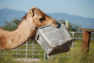 Funny Camel