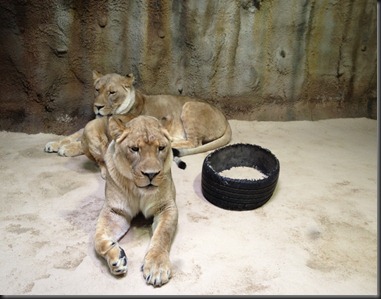 2013-02-CpherZoo05