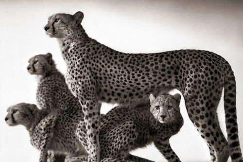 Desde el Reino Unido, les presento a Nick Brandt