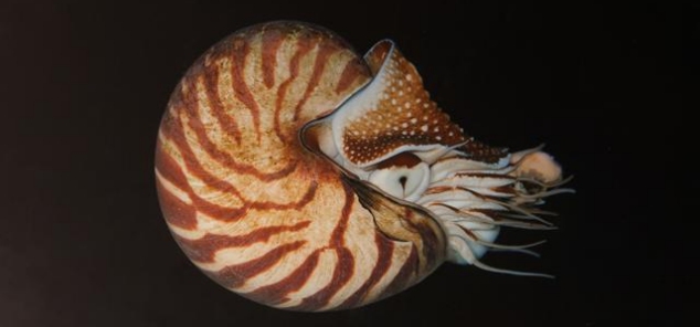 Nautilis y flotabilidad