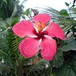 View album