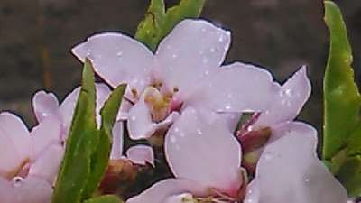 flor de almendro