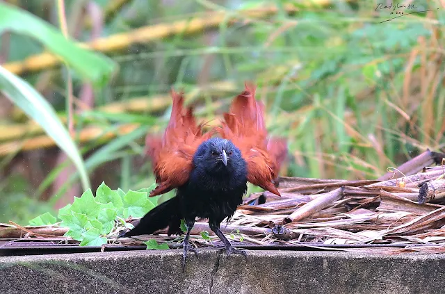 Greater Caucal drying her feather