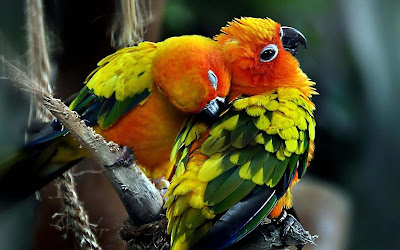 kisising-parrot-couple-enjoying-their-life-moments