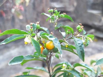 Solanum diphyllum, Terong-terongan Yang Punya Dua Daun
