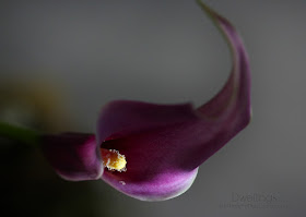 Purple lilies in bloom