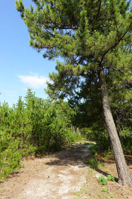 鳥取県米子市両三柳　松林