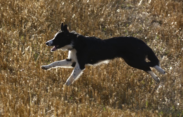 Border collie