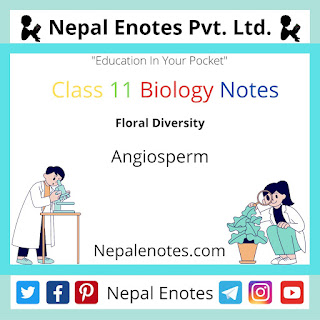 Class 11 Biology Angiosperm Notes