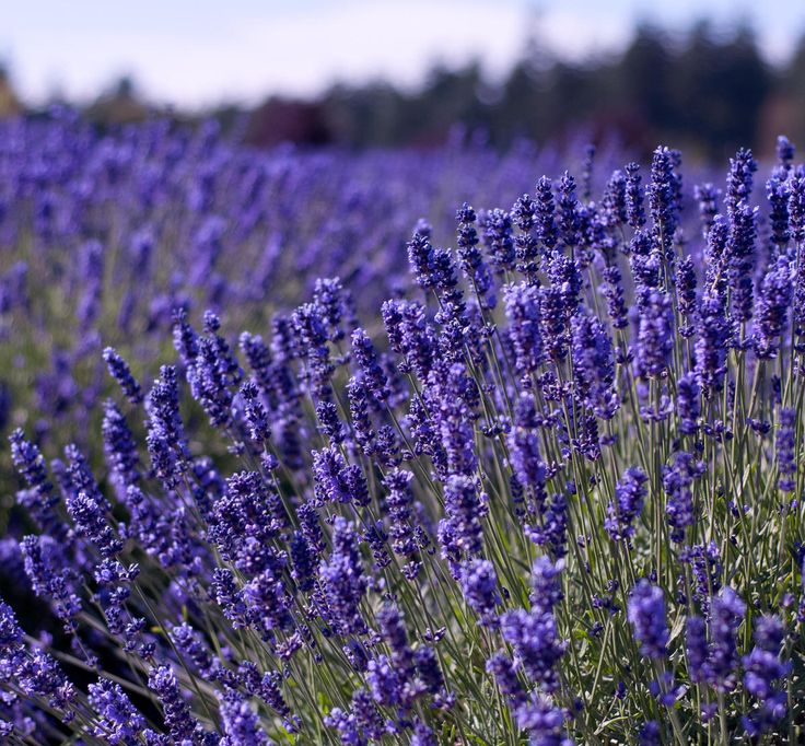 Gambar Bunga Lavender Yang Sangat Indah Kumpulan Gambar