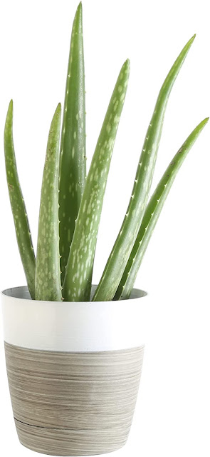 Costa Farms Aloe Vera Plant, Beautiful Live Indoor Plant in White-Natural Décor Planter Pot