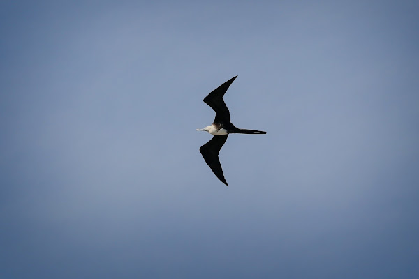 Juvenile Magnificent Frigatebird.