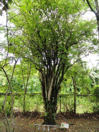 Averrhoa bilimbi Pustaka Flora Database Tanaman Landscape