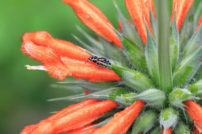 Leonotis nepetifolia Flowers.  [13.2896 S, 17.6433 W]