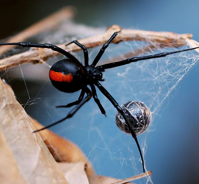 spider-control-in-sydney