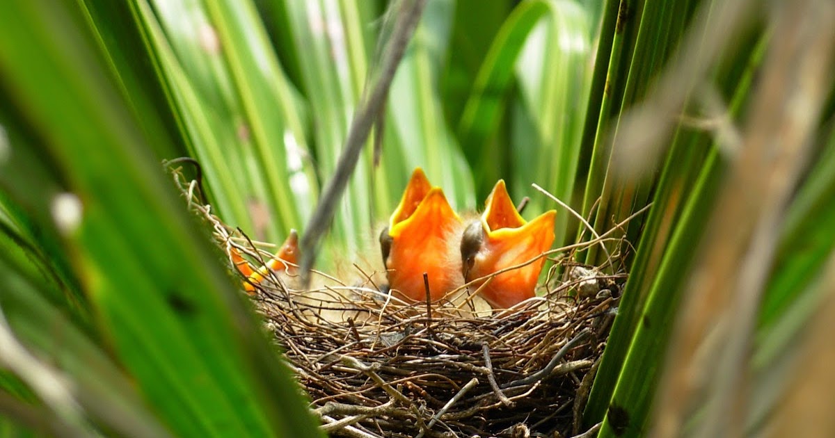 Bahan Pilihan Untuk Sarang Burung Kenari