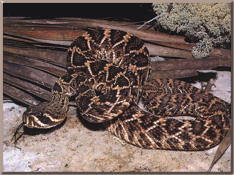 western diamondback rattlesnake  facts