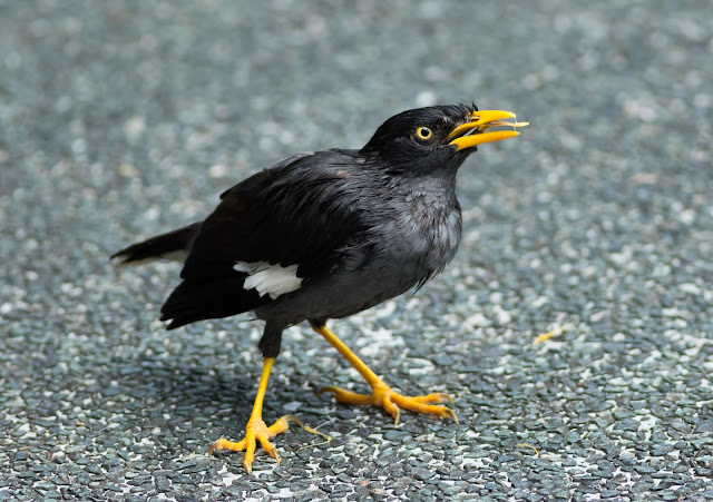 Javan Myna - Singapore Botanic Gardens