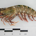 Different Shrimp Classification Common for Eat