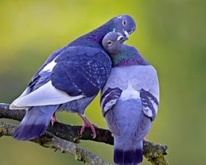 Beautiful Birds on Beautiful Love Birds Wallpapers  Free Love Birds Pictures  Love Birds