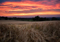 Harvesting Wheat Photo by Jamie Street on Unsplash