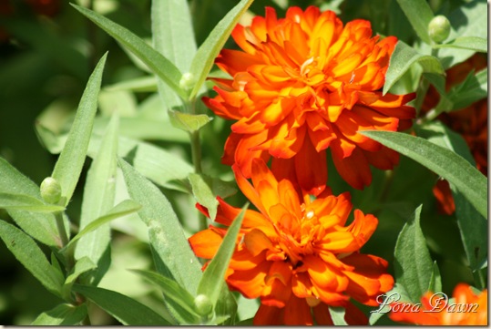 FPC_OrangeZinnia_Aug18