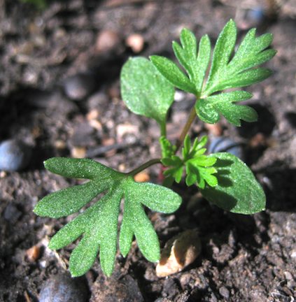 rocket larkspur