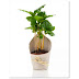 Tanam Kopi Arabika Dalam Polybag / Pot (Bonsai Kopi) Buah Melimpah