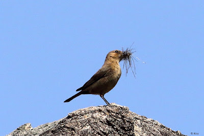 "Brown Rock Chat - Oenanthe fusca , atop a rock with nesting material."
