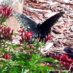 Eastern Black Swallowtail Butterfly