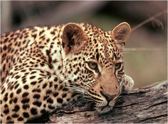 Leopard Facts , Amazing Leopard Facts
