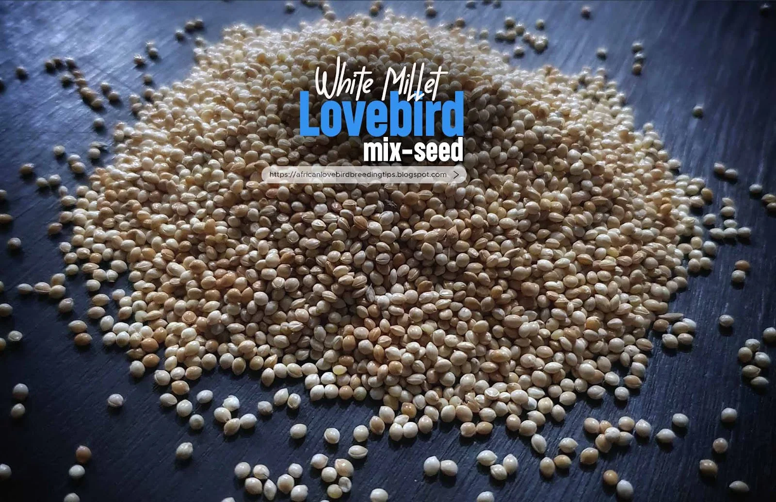 seed mix for African lovebirds