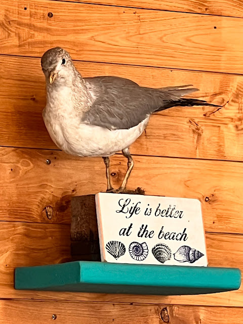 taxidermy seagull on sign which reads:" Life is better at the beach."