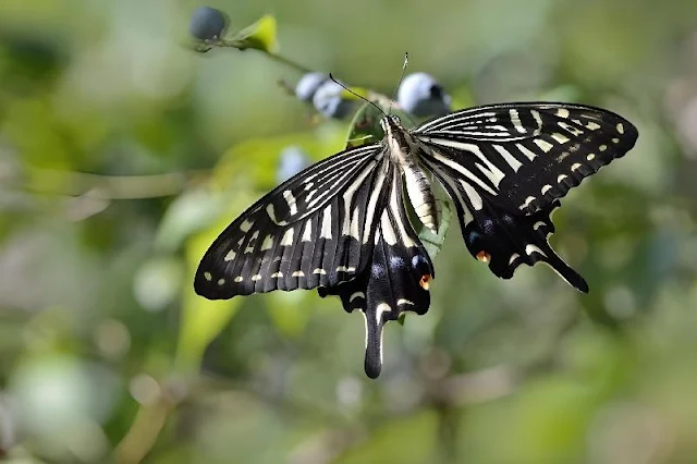 Científicos han desarrollado un sensor inspirado en las mariposas que puede detectar la luz ultravioleta y utilizarla para identificar células cancerosas con un 99 % de precisión. Las mariposas tienen una ventaja en la percepción de la luz ultravioleta debido a sus seis fotorreceptores, en comparación con los tres de los humanos. Esta tecnología tiene el potencial de mejorar la precisión en cirugías oncológicas y ofrece aplicaciones adicionales en la investigación biológica.