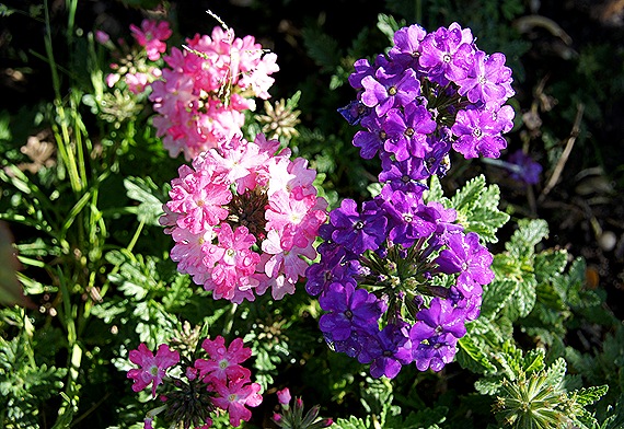 verbenas rosa e  roxo - Gloria Ishizaka
