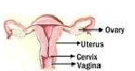 All About Biology Sistem Reproduksi Wanita