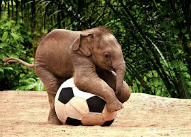 Funny animals playing soccer/football, funny animals, euro 2012, animals play football, animals play soccer