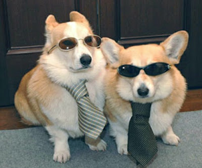 Dogs audition for men in black movie film