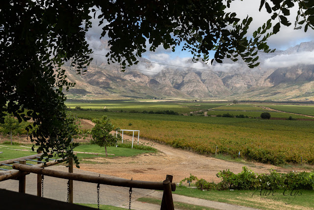 Overlooking the Vineyards from Opstal Restaurant