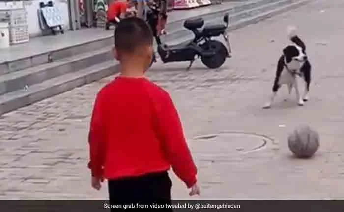 Watch: Adorable Video Shows A Child Playing Football With A Dog, Mumbai, News, Football, Social Media, Video, Dog, National