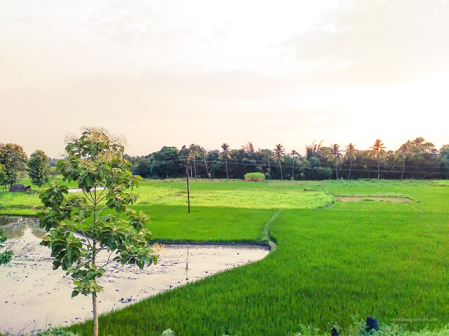 green background with lake view