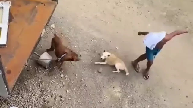 Watch: This dog's ‘god-level’ acting will make you amazing