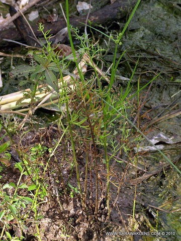 Ceratopteris_aquatic_fern_952